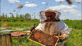 نیش مشکلات بر صنعت زنبورداری مازندران / بازار در قرق عسل‌های تقلبی