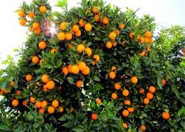 از دعوای تن به تن ساری و بابل برای پایتختی بهارنارنج تا بی‌تفاوت شهرداری‌ها به نارنج‌ها !