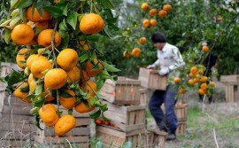 باغداران مازندرانی هنوز برای فروش مرکبات شب عید پارسال طلب دارند 