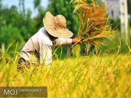 برداشت ۹۰ درصدی ارقام محلی برنج در قائم شهر
