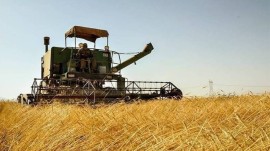 خرید ۸۳ هزار تن گندم از کشاورزان مازندرانی 