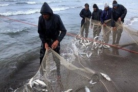 صادرات حدود ۸ میلیون دلاری شیلات مازندران به خارج از کشور