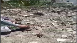 کشف و ضبط ۲۹ قطعه لاک پشت در بابلسر