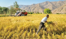 شش شرط خرید کالاهای اساسی از کشاورزان اعلام شد / آفت خرید تضمینی برای کشاورزی