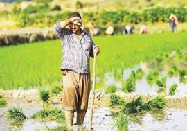 مشکلات کشت قراردادی برنج داد نمایندگان مازندران را هم درآورد !