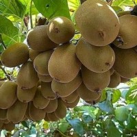 کیوی‌ مازندران مقبول هند و چین