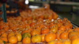 صادرات ۸۰ تن نارنگی مازندران به روسیه