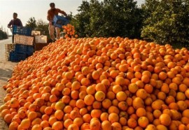 بدهی دولت به فروشندگان پرتقال استان مازندران چقدر است ؟