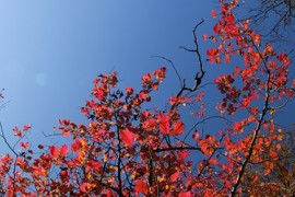 «رخت پاییزی» طبیعت
