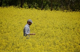 بی میلی کشاورزان مازندران برای فروش دانه های روغنی به دولت