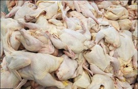 توقیف ۱۵ تن مرغ فاسد در بهشهر 
