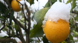 جمع آوری فوری باقیمانده مرکبات