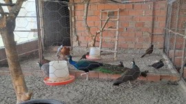 پرورش انواع پرندگان زینتی در یک روستا