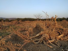قطع درختان مرکبات توسط باغداران مازندرانی در پی اعتراض به کاهش قیمت مرکبات