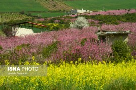 تصاویر/ طبیعت بهاری روستاهای اطراف ساری