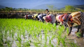 شالیکاران شمالی با جیب های خالی به استقبال کشت برنج رفتند