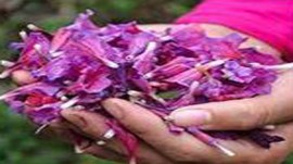 برداشت گیاهی آرام بخش در نکا