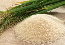 آغاز خرید توافقی برنج پرمحصول از شالیکاران مازندرانی