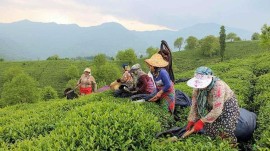همکاری ژاپن و ایران برای ارتقای چای ایرانی