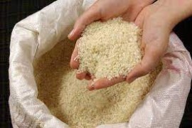 مروری بر قیمت برنج کشت جدید/ فروشندگان و رویای انفجار قیمت/ ترفند برخی دلالان برای فروش برنج تقلبی به جای هاشمی