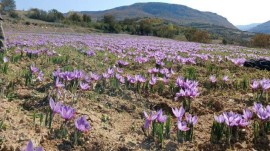 آغاز برداشت طلای سرخ در استان