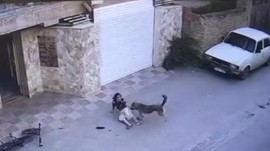 حمله هولناک یک قلاده سگ به دختر بچه نکایی