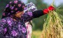 تصاویر برداشت خوشه‌های برنج از شالیزار‌ها را نشان می‌دهد. با سپری شدن نیمه تابستان کشاورزان گیلانی که ماه‌ها برای به بار نشستن خوشه‌های برنج، تلاش کرده‌اند، محصول خود را برداشت می‌کنند. گیلان با ۲۳۸ هزار هکتار شالیزار، اولین تولیدکننده کیفی برنج کشور است.
