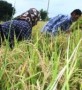 به رغم ایجاد دو مرکز خرید برنج تضمینی در استان مازندران تولیدکنندگان برنج این استان هر ساله مورد بی توجهی مسئولان قرار گرفته و با وعده های غیرعملی مدیران مربوطه در انتظار نابودی کشاورزی در استان به سر می برند...
