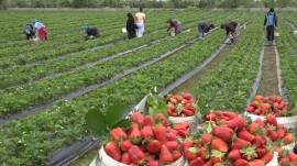 طعم شیرین توت فرنگی در مزارع مازندران؛ برداشت نوبرانه‌ها آغاز شد