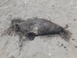کشف لاشه جدید فوک خزری در  سواحل شمالی ؛ هشدار جدید درباره انقراض تنها پستاندار دریای خزر