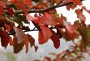 طبیعت در ارتفاعات "اشکورات رحیم آباد رودسر" در استان گیلان با رنگ گرفتن از پاییز، جلوه‌ای تازه از خود به تماشا گذاشته است.
