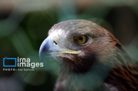 پرنده شکاری کمیاب ۸۰ میلیارد ریالی به طبیعت مازندران بازگردانده شد