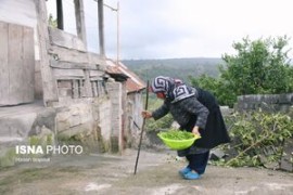 شیوع بالای «سالمند آزاری»