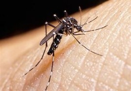 شناسایی ۱۲۰۹ مبتلا به تب دنگی/ پشه آئدس در ۱۱ استان