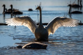 قوهای مهاجر در تالاب سرخرود