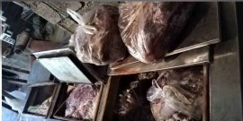  کشف ۳۷۸ کیلوگرم گوشت گراز در شهرستان ساری 