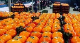 صادرات ۱۵۲ هزار تن محصولات باغی در مازندران