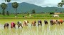 شمال نیوز: دانشگاه علوم پزشکی مازندران با توجه به آغاز فصل نشا برنج در استان‌های شمالی به شالیکاران توصیه‌هایی برای مقابله با کرونا کرد.