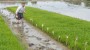 شمال نیوز: مدیر حفظ نباتات جهاد کشاورزی مازندران گفت: کرم ساقه خوار برنج دارای دو تا سه نسل در سال است که سبب مرگ جوانه مرکزی و سفید شدن خوشه می‌شود.
