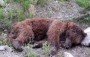 
آثار شلیک تیر با سلاح شکاری ساچمه ای بر بدن این گونه تحت حفاظت در جنگل های استان مازندران مشاهده شد،