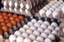 قیمت مرغ و تخم مرغ در شهرهای مختلف استان از ۱۶ هزار و ۹۰۰ تومان تا ۱۸ هزار و ۵۰۰ تومان به ازای هر کیلوگرم مرغ عرضه می شود. همچنین تخم مرغ نیز به قیمت ۸۵۰ تا هزار تومان به ازای هر عدد رسید.

