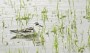 يك قطعه پرنده بسيار نادر به نام «فالاروپ بلوطى» يا «شناگر بلوطى» در پارك ملى خشكى- دريايى بوجاق شناسايى شده كه اين پرنده تاكنون دوبار در سطح كشور مشاهده شده است.
