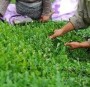 شمال نیوز: یکی از موضوعاتی که چایکار از زمان تولید نگران آن است ،عدم اطلاع خرید تضمینی و قیمتی مطلوب و مقرون به صرفه برای تولید برگ سبز چای است.
