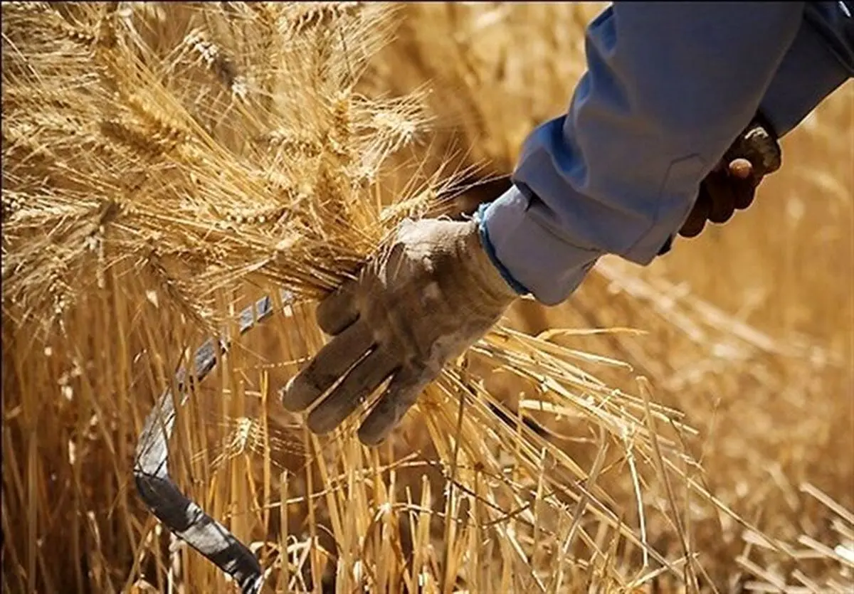 پرداخت ۵۰ هزار میلیارد تومان از مطالبات گندم‌کاران/۷۵ درصد پول خرید تضمینی  گندم تسویه شد