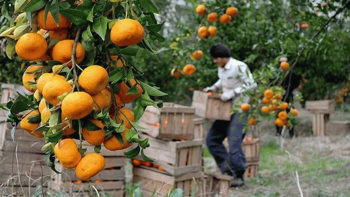 پیش رس ها به مرز رسیدند و پس رس ها در انبار| جوجه صادرات آخر زمستان شمرده می شود