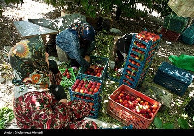 برداشت و بازار شلیل در ساری