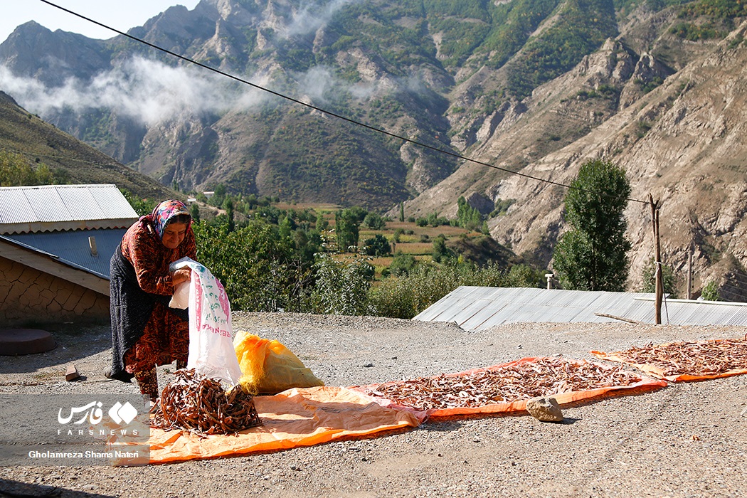 در دنیای جدید، زنان روستایی به عنوان رکنی از واحدهای تولیدی مطرح و ساختار اقتصادی جوامع بدون تلاش و فعالیت آنان تصوری دور از ذهن بشمار می رود. 