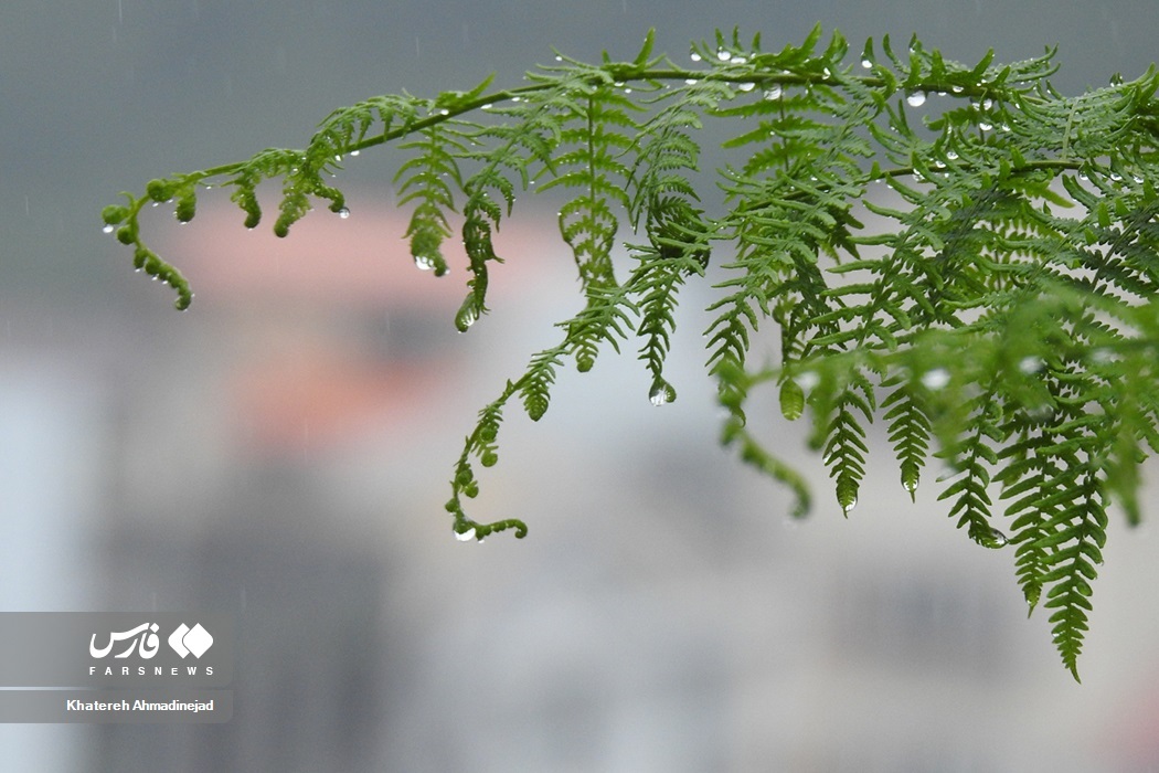 تصاویر: بارش تابستانی باران در «گیلان» تصاویر: بارش تابستانی باران در «گیلان»