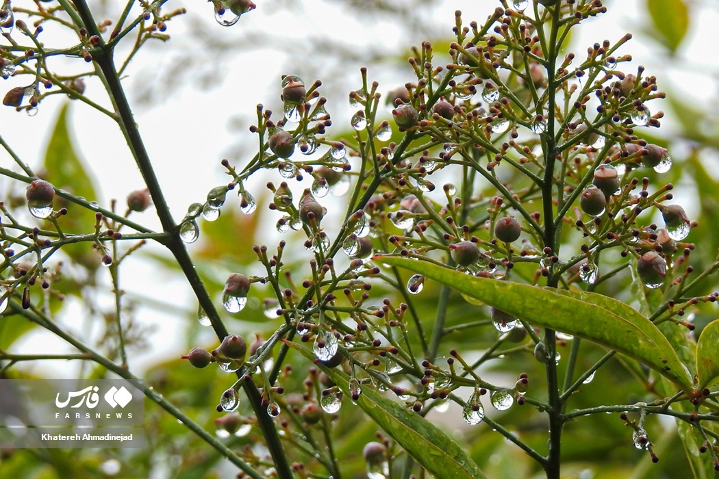تصاویر: بارش تابستانی باران در «گیلان» تصاویر: بارش تابستانی باران در «گیلان»