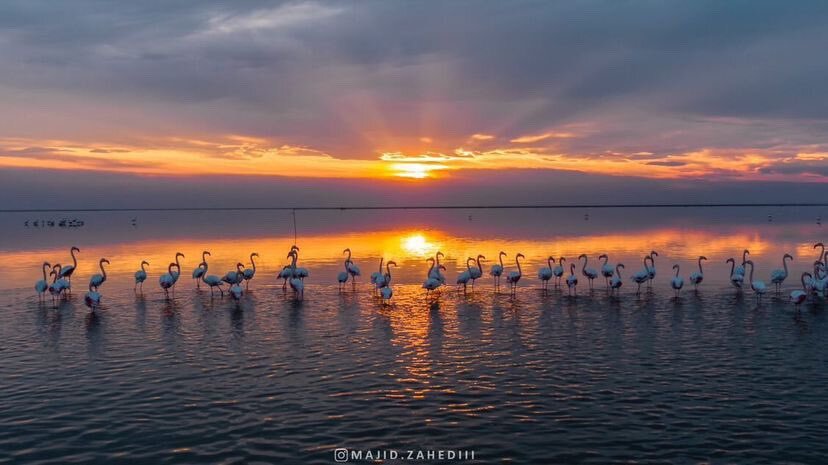                                                    جلوه‌ای از طلوع خورشید بر تالاب «میان‌کاله» مازندران                                       
